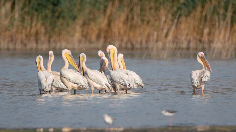 Pelikane, die Könige des Donaudeltas