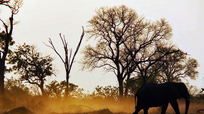 Die Odyssee der Tiere - Die Reise der afrikanischen Elefanten