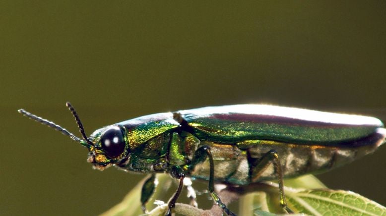 Insekten - Die Meister der Anpassung