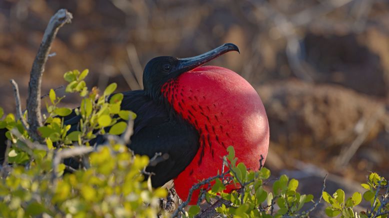 Ecuador, Hotspot der Artenvielfalt