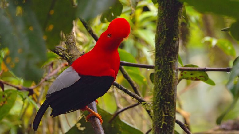 Ecuador, Hotspot der Artenvielfalt