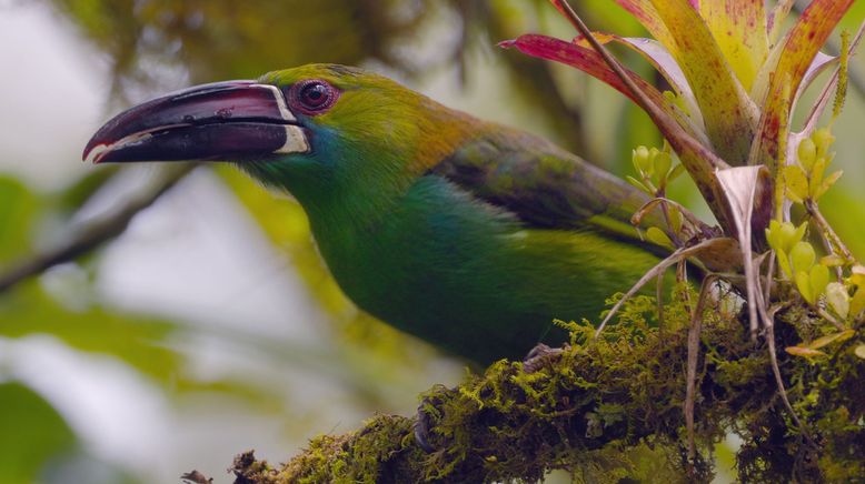 Ecuador, Hotspot der Artenvielfalt