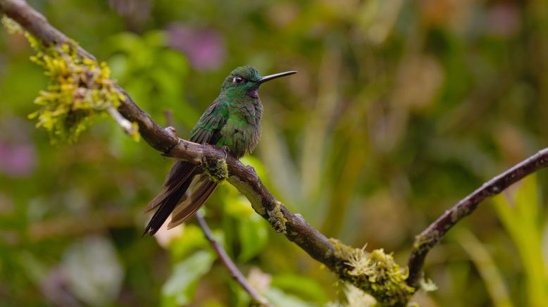 Ecuador, Hotspot der Artenvielfalt