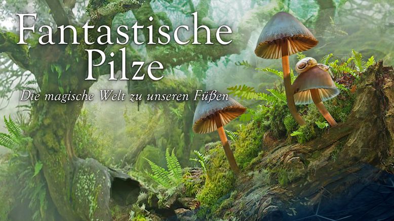 Fantastische Pilze - Die magische Welt zu unseren Füßen