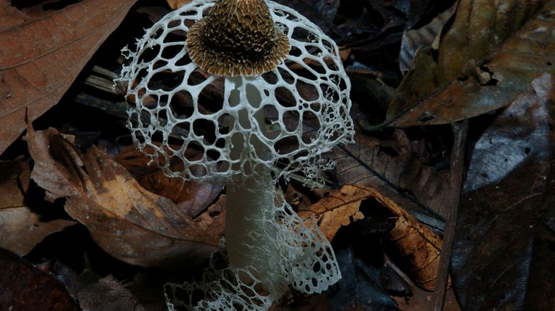 Fantastische Pilze - Die magische Welt zu unseren Füßen