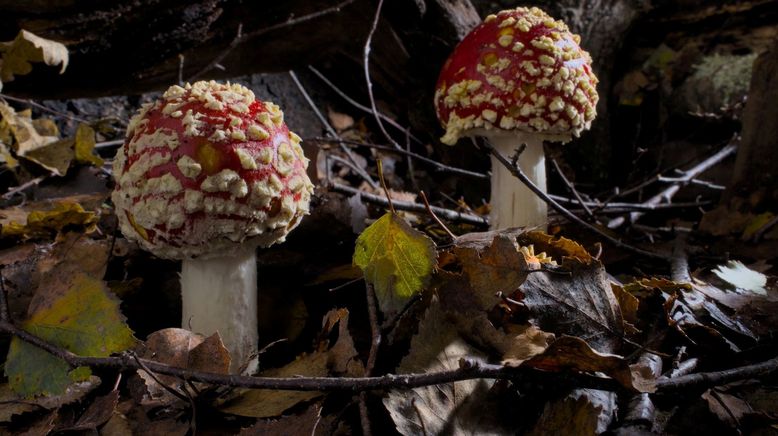 Fantastische Pilze - Die magische Welt zu unseren Füßen