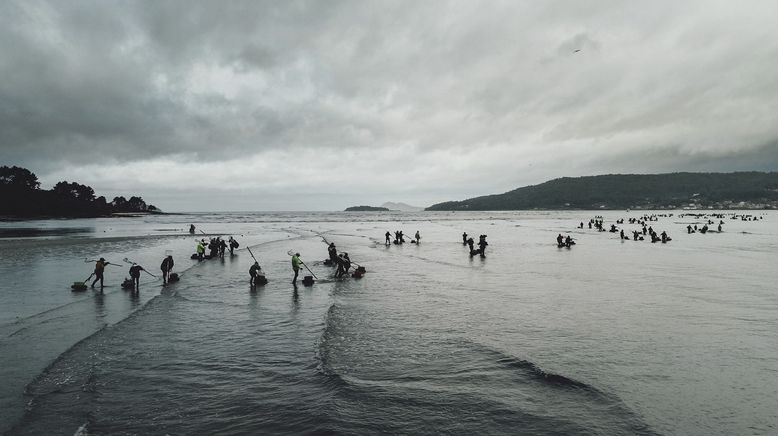 Die Muschelsammlerinnen von Galicien