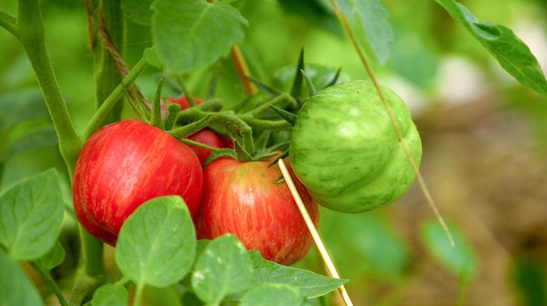 Küchenliebling Tomate - meist rot und rund, aber überraschend vielfältig