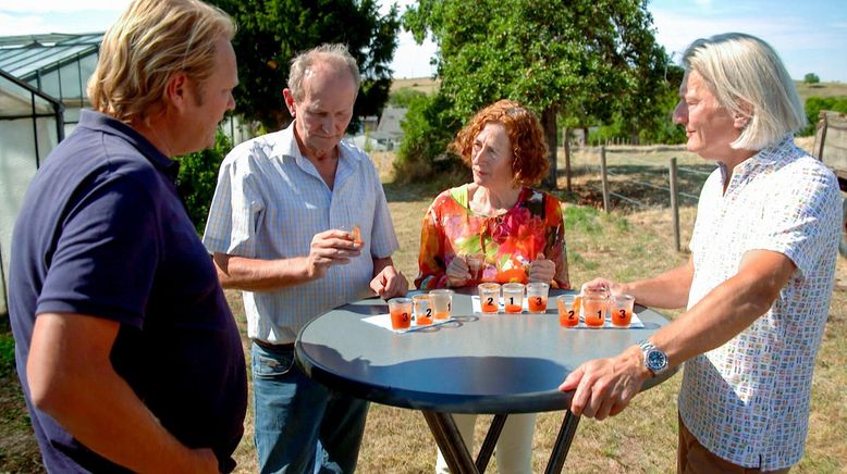 Küchenliebling Tomate - meist rot und rund, aber überraschend vielfältig