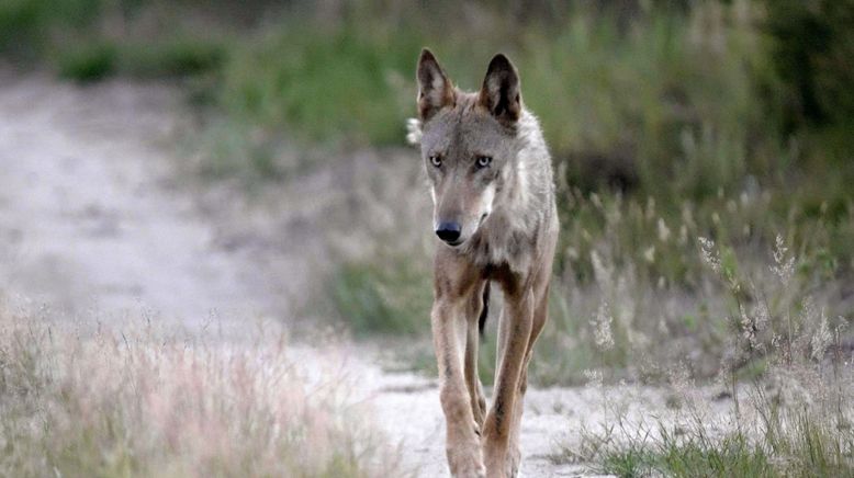 Abenteuer Wildnis