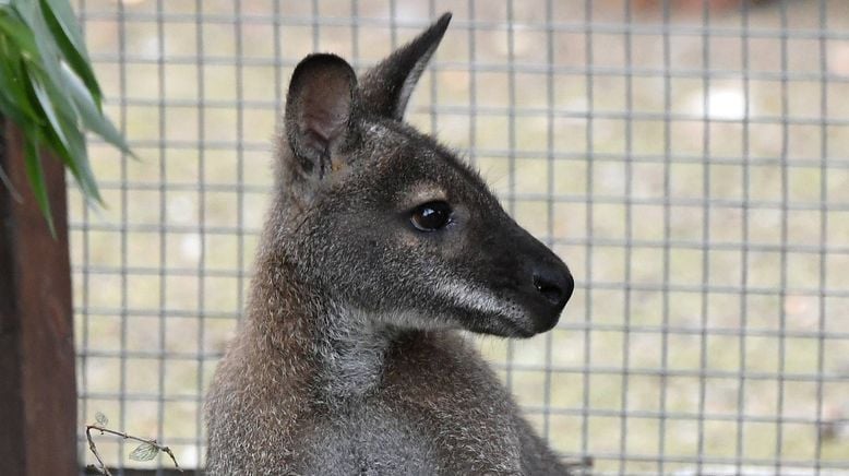 Taronga Zoo Hautnah