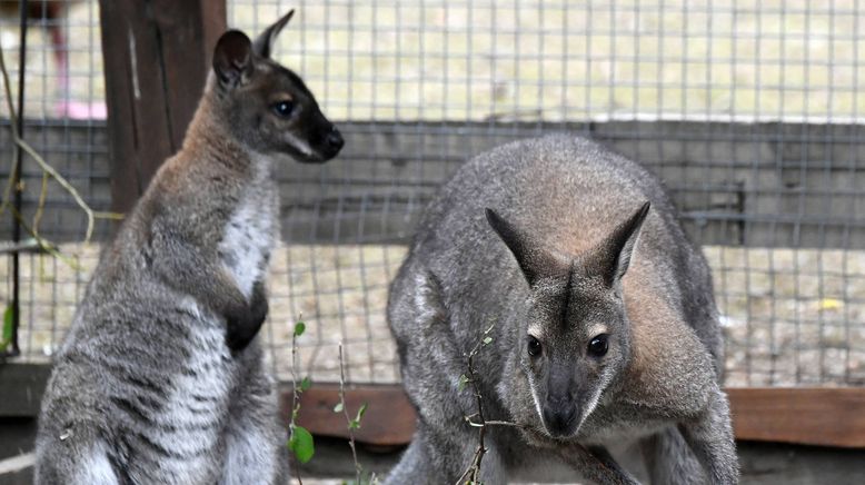 Taronga Zoo Hautnah