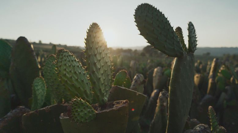 Nopal - Der Alleskönner aus Mexiko