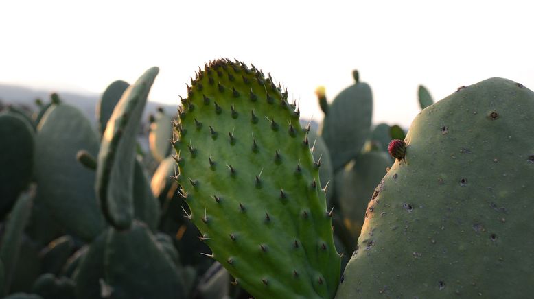 Nopal - Der Alleskönner aus Mexiko