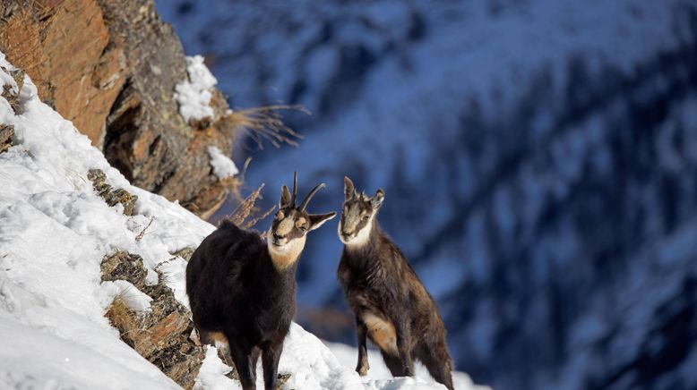 Wildnis 2.0 - Die Tierwelt auf Umwegen