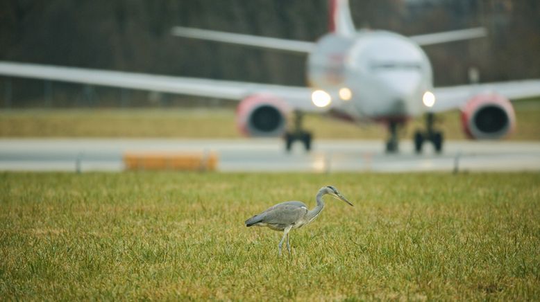 Wildnis 2.0 - Die Tierwelt auf Umwegen