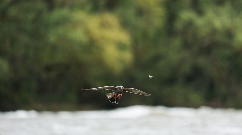 Wildnis 2.0 - Die Tierwelt auf Umwegen