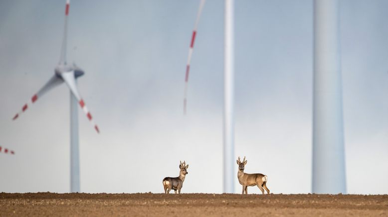 Wildnis 2.0 - Die Tierwelt auf Umwegen