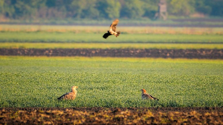 Wildnis 2.0 - Die Tierwelt auf Umwegen