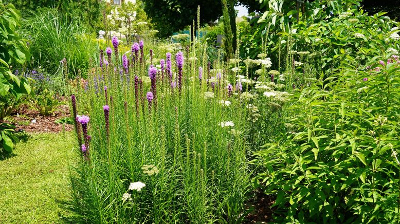 Natur im Garten