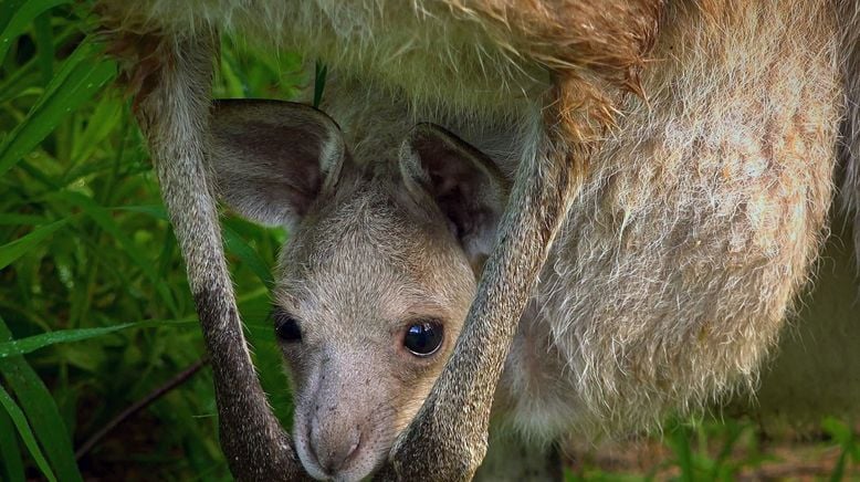 Die Odyssee der Tiere