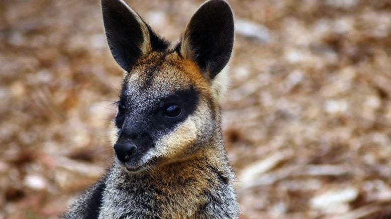 Die Odyssee der Tiere