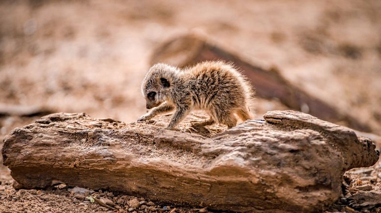 Zoo und so - Tierisch wild!