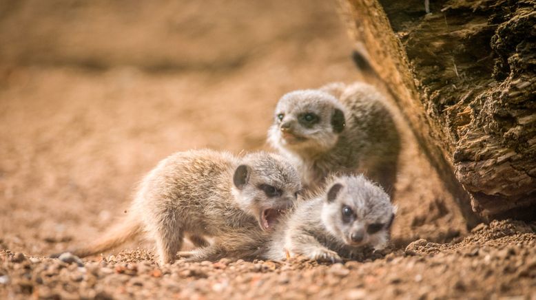 Zoo und so - Tierisch wild!