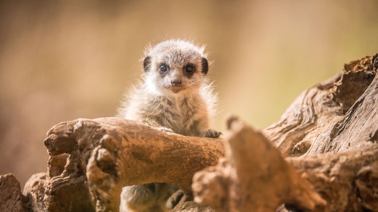 Zoo und so - Tierisch wild!