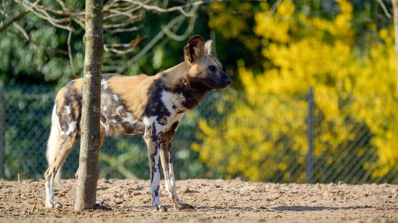 Zoo und so - Tierisch wild!