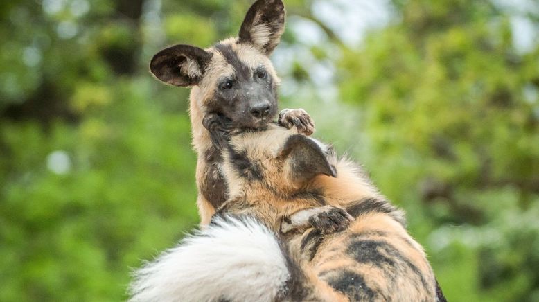 Zoo und so - Tierisch wild!