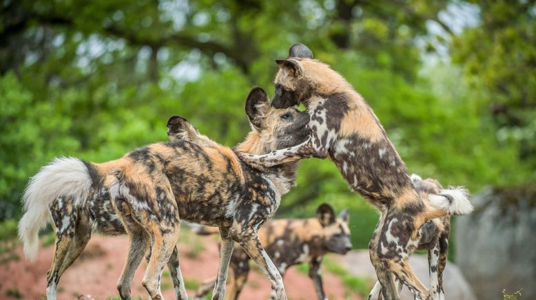 Zoo und so - Tierisch wild!