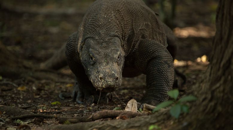 Ein Tag im Leben eines Komodowarans