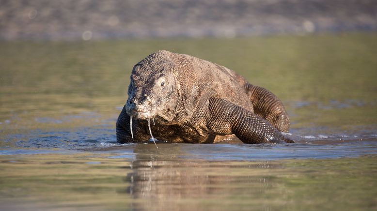 Ein Tag im Leben eines Komodowarans