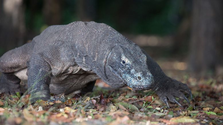 Ein Tag im Leben eines Komodowarans