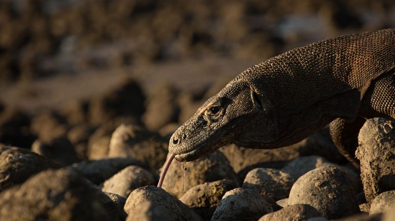 Ein Tag im Leben eines Komodowarans