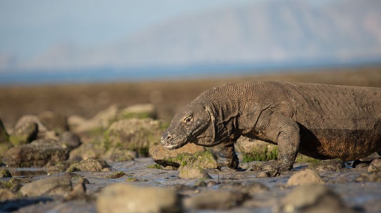 Ein Tag im Leben eines Komodowarans