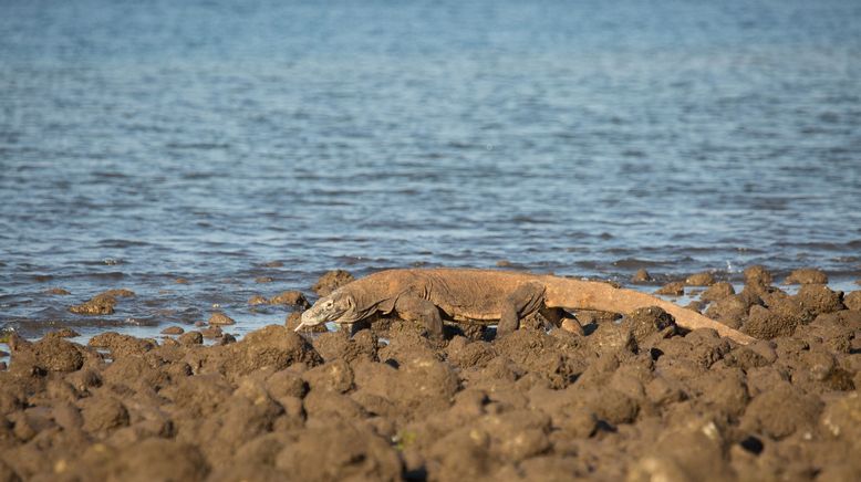 Ein Tag im Leben eines Komodowarans