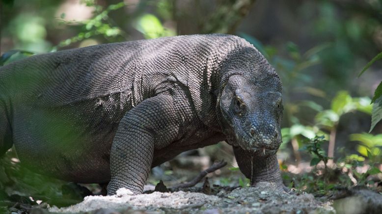 Ein Tag im Leben eines Komodowarans