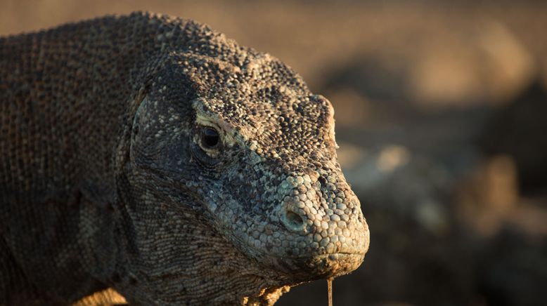 Ein Tag im Leben eines Komodowarans