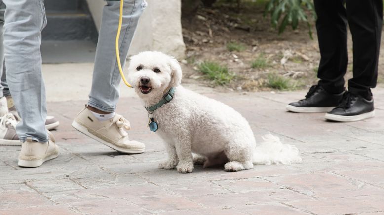 Cesar Millan: Guter Mensch, guter Hund