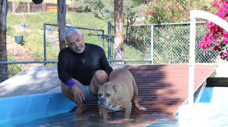 Cesar Millan: Guter Mensch, guter Hund