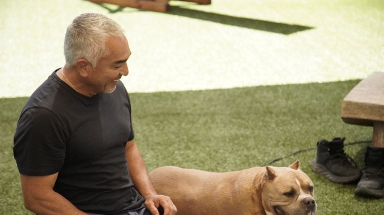 Cesar Millan: Guter Mensch, guter Hund