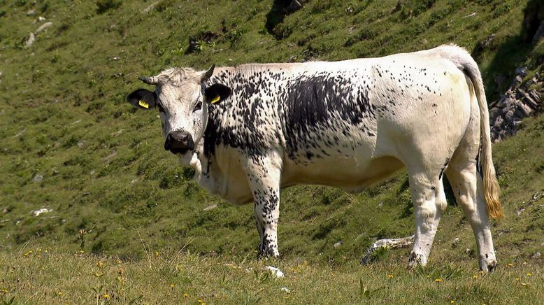 Alpenrinder - Von Sprinzen und Jochberger Hummeln