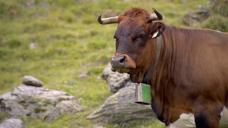 Alpenrinder - Von Sprinzen und Jochberger Hummeln