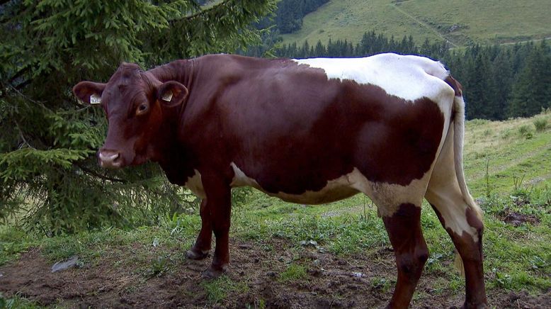 Alpenrinder - Von Sprinzen und Jochberger Hummeln