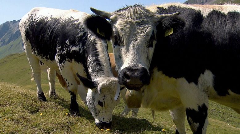 Alpenrinder - Von Sprinzen und Jochberger Hummeln