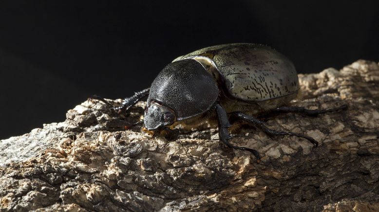 Insekten entschlüsselt