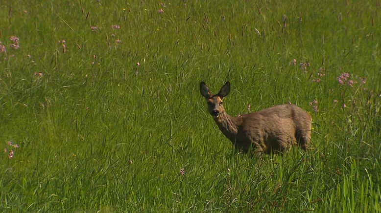 Einsatz im Naturparadies