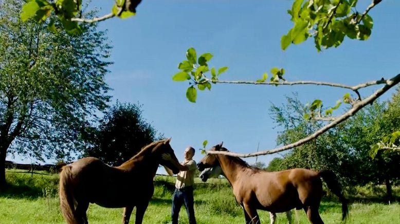 Der Pferdeflüsterer und sein Mustang - Pferdetraining im Appenzellerland